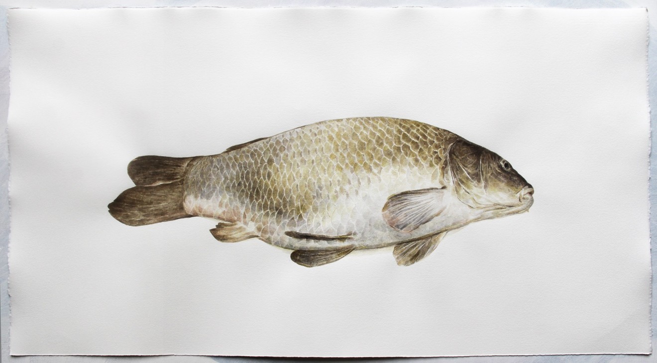 Mirmohammad Fattahi, Dead Fish (Common Carp), 2018