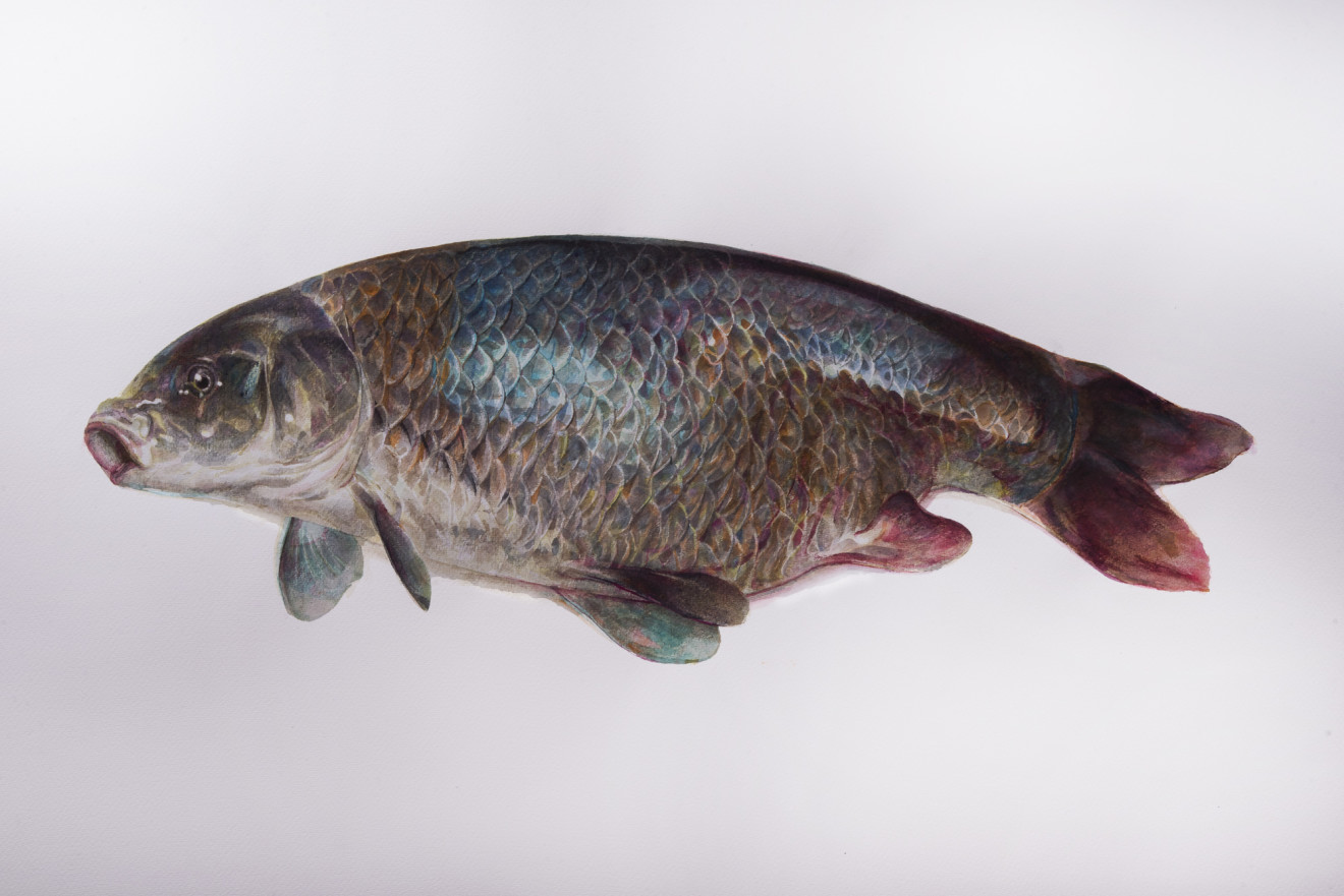 Mirmohamad Fatahi, Dead Fish (Rainbow Carp), 2020