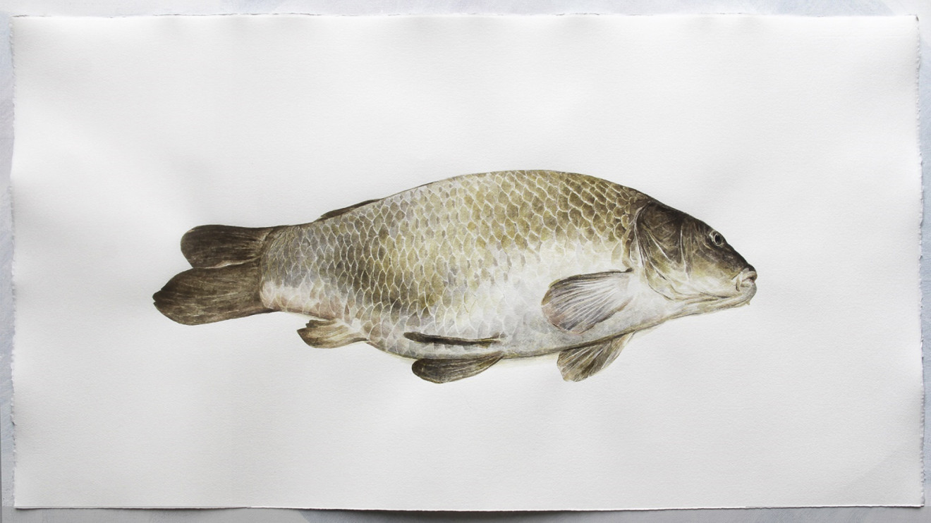 Mirmohamad Fatahi, Dead Fish (Common Carp), 2018
