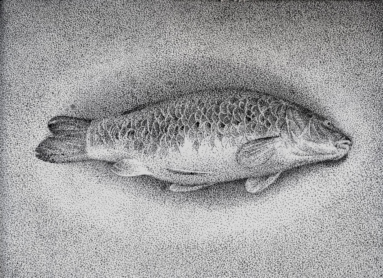 Mirmohamad Fatahi, Dead Fish, 2020