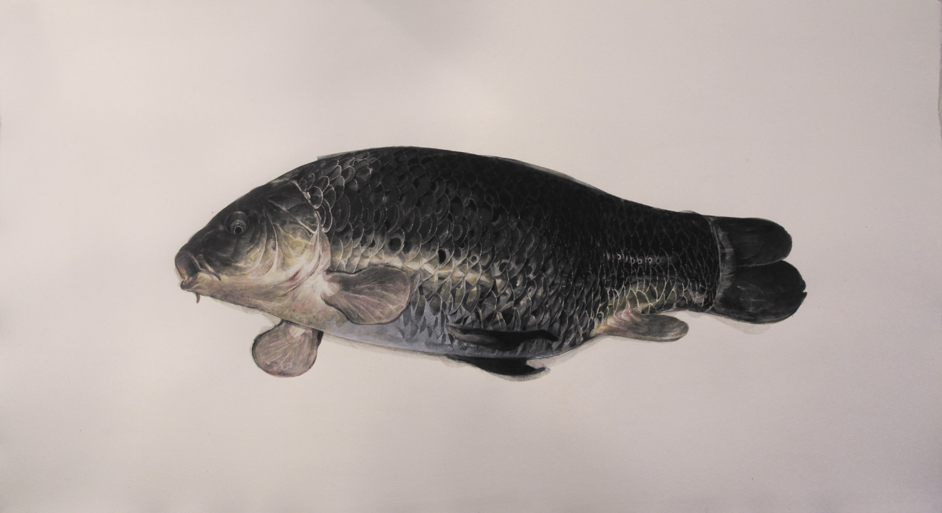 Mirmohamad Fatahi, Dead Fish (Black Carp), 2019
