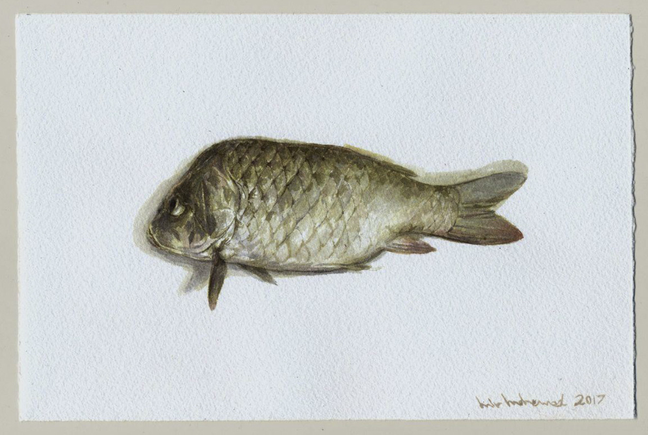 Mirmohamad Fatahi, Dead Fish No.05, 2017